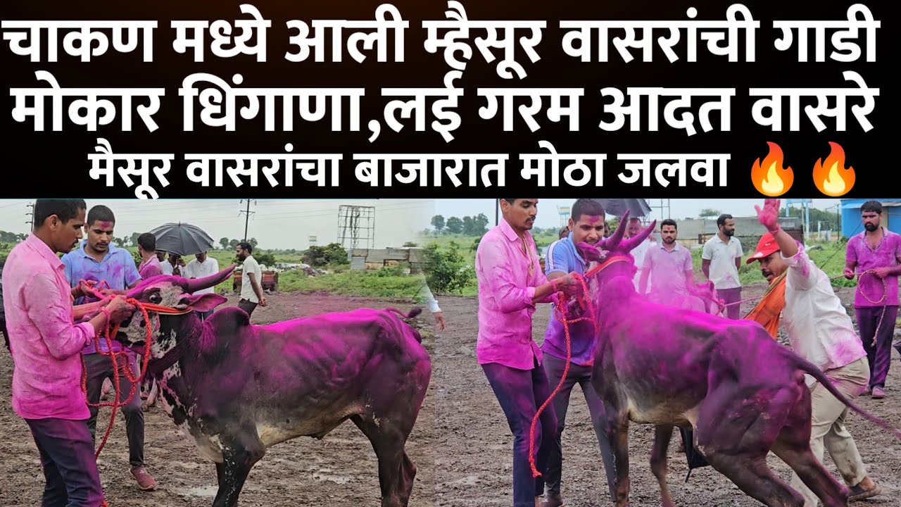 चाकण मध्ये आली म्हैसूर वासरांची गाडी वासरांनी घातला धिंगाणा...chakan bail bazar..belhe bail bazar..