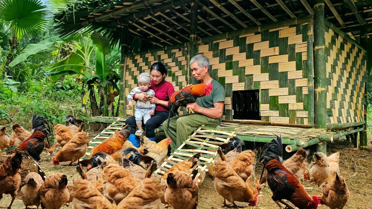 Building Bamboo House For Chickens - Process From Start To Finish - Tin's Daily Life