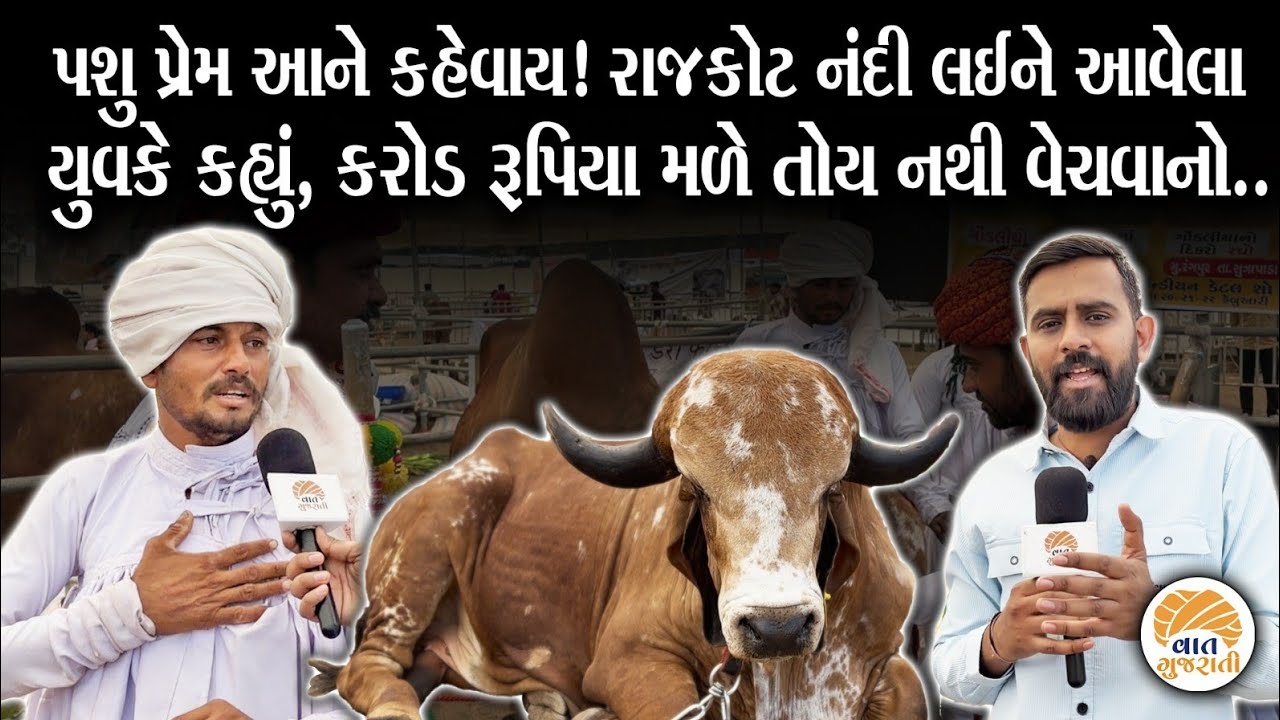 20 લાખની કિંમતના આ નંદીની પરિવારની જેમ ઉછેરનાર યુવકની સેવા માટે શબ્દો ખુટી પડે | Cattle | Saurashtra