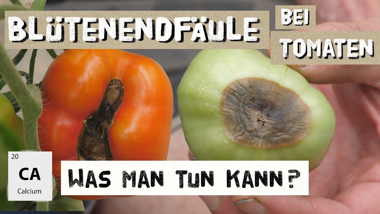 Blütenendfäule bei Tomaten behandeln - Calciummangel - Expertenwissen
