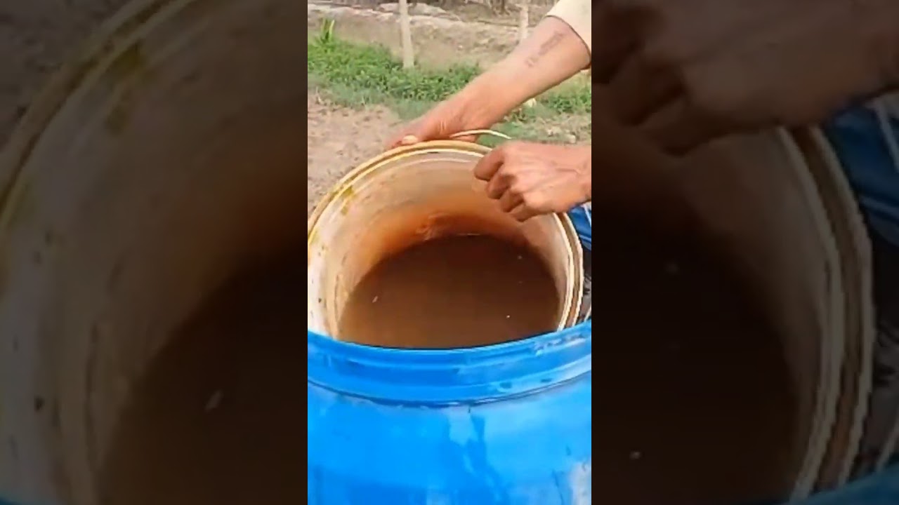 Rhizobium multiplication! Leguminous crops! Bacteria! Organic Farming.