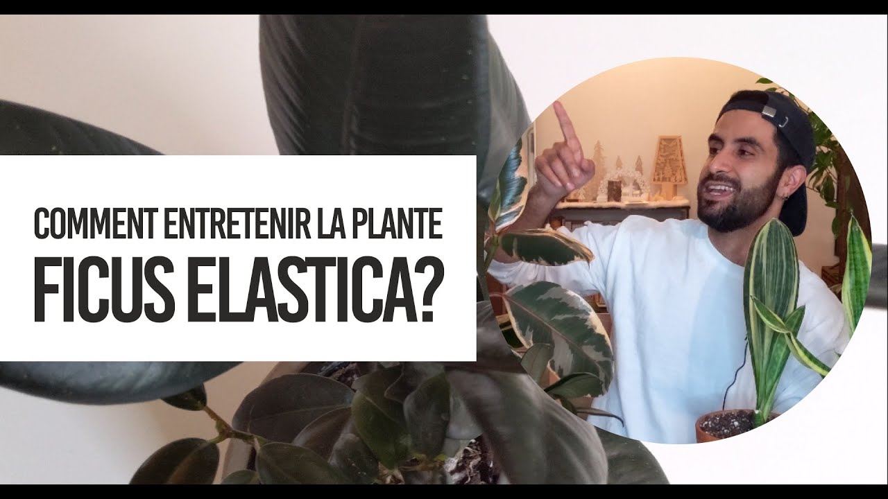 Comment entretenir la plante Ficus elastica (ou robusta ou caoutchouc)? (l'entretien de la plante)