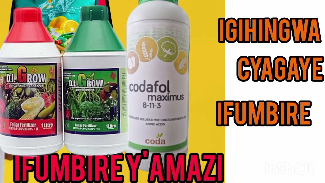 CODA,DI GROW 🌿🌿🌿🌹IBIMENYETSO 5 BIGARAGAZAKO IFUMBIRE ITAKOZE NEZA UKO BIKWIYE