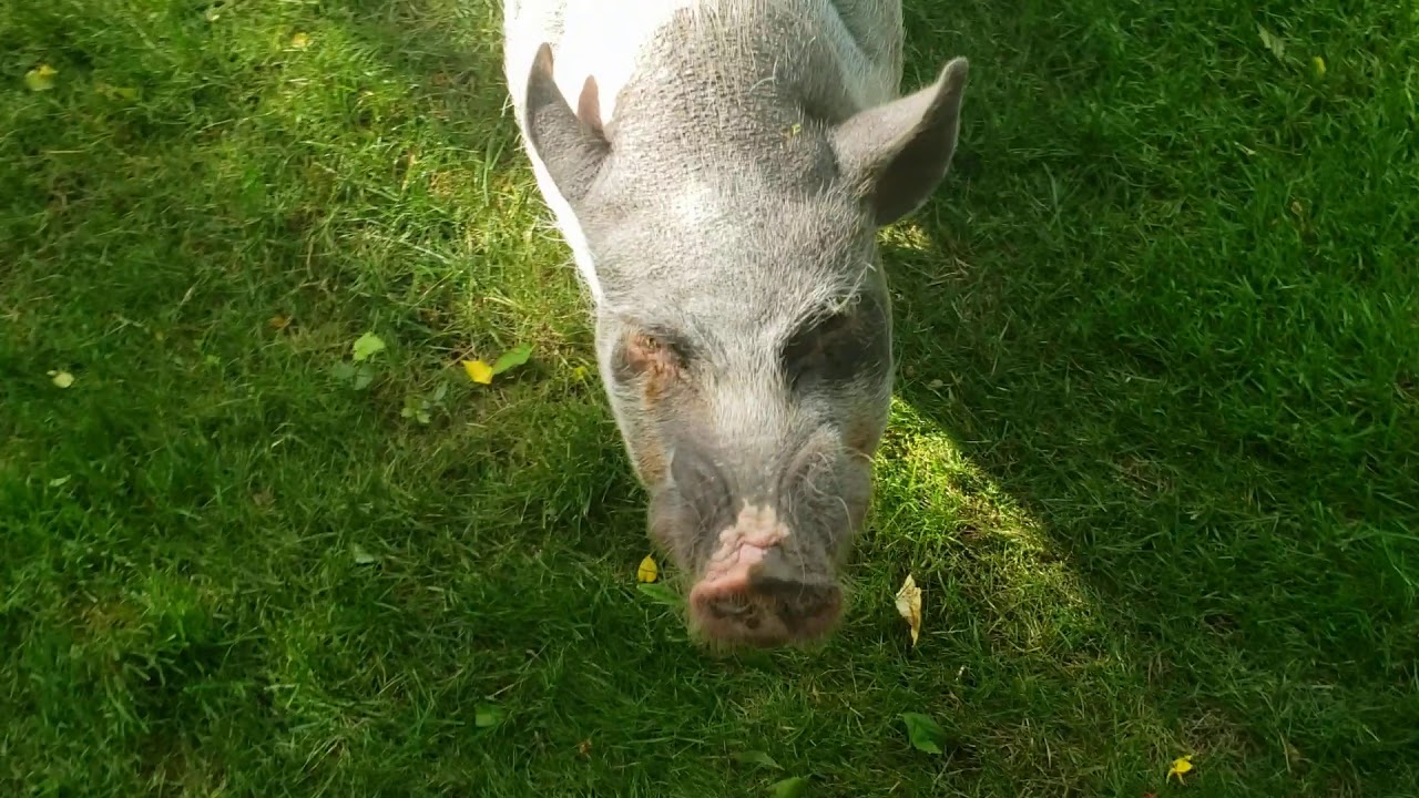 Dexter the mini pig throws a tantrum