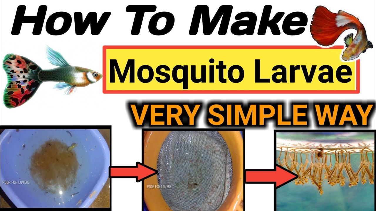 How To Culture Mosquito Larvae (Fish Food) | How to Make Mosquito Larvae for Aquaruum Fish