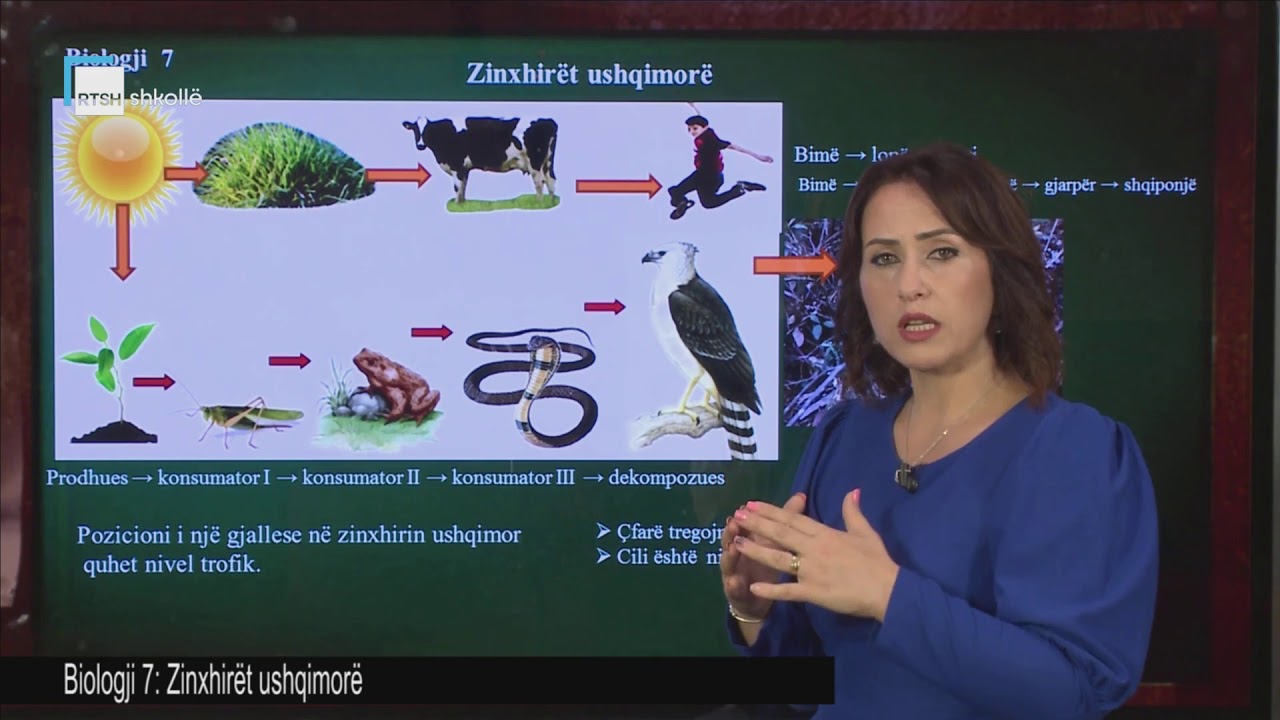 Biologji 7 - Zinxhirët ushqimorë