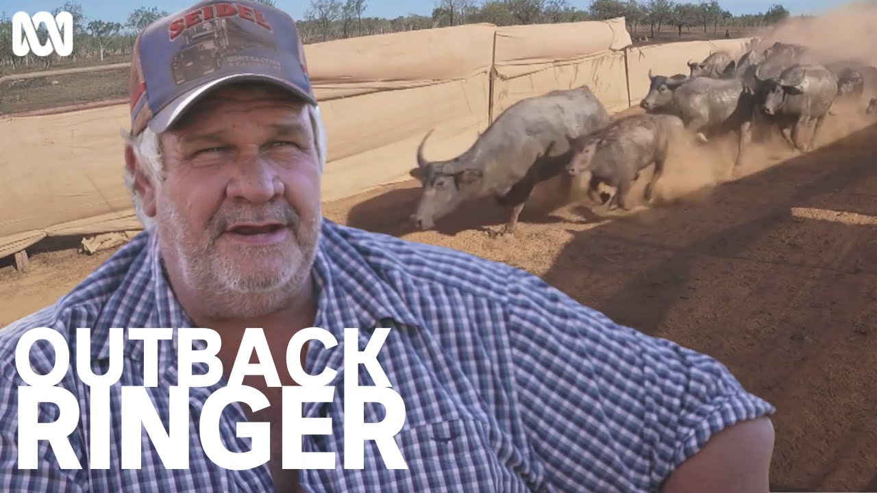 Can buffalo outsmart this bull catcher's trap? | Outback Ringer