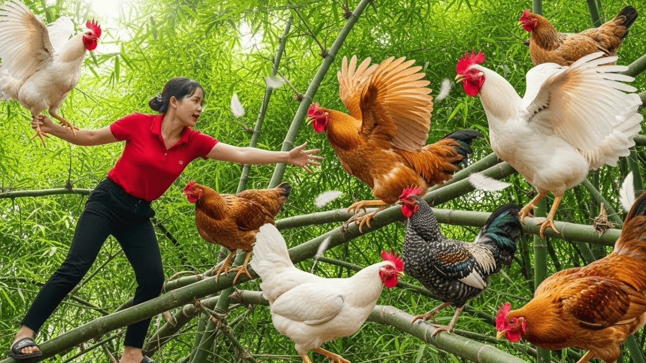 Harvesting Nesting Chickens on Bamboo Trees & Go to Market Sell | Hana Farm Bushcraft