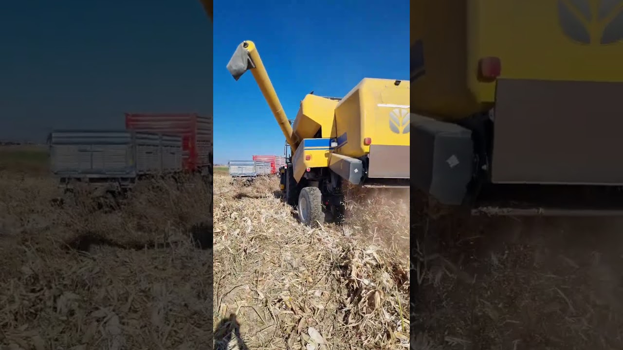 DANELİK MISIR HASADI 🌽 - SEZON FİNALİ