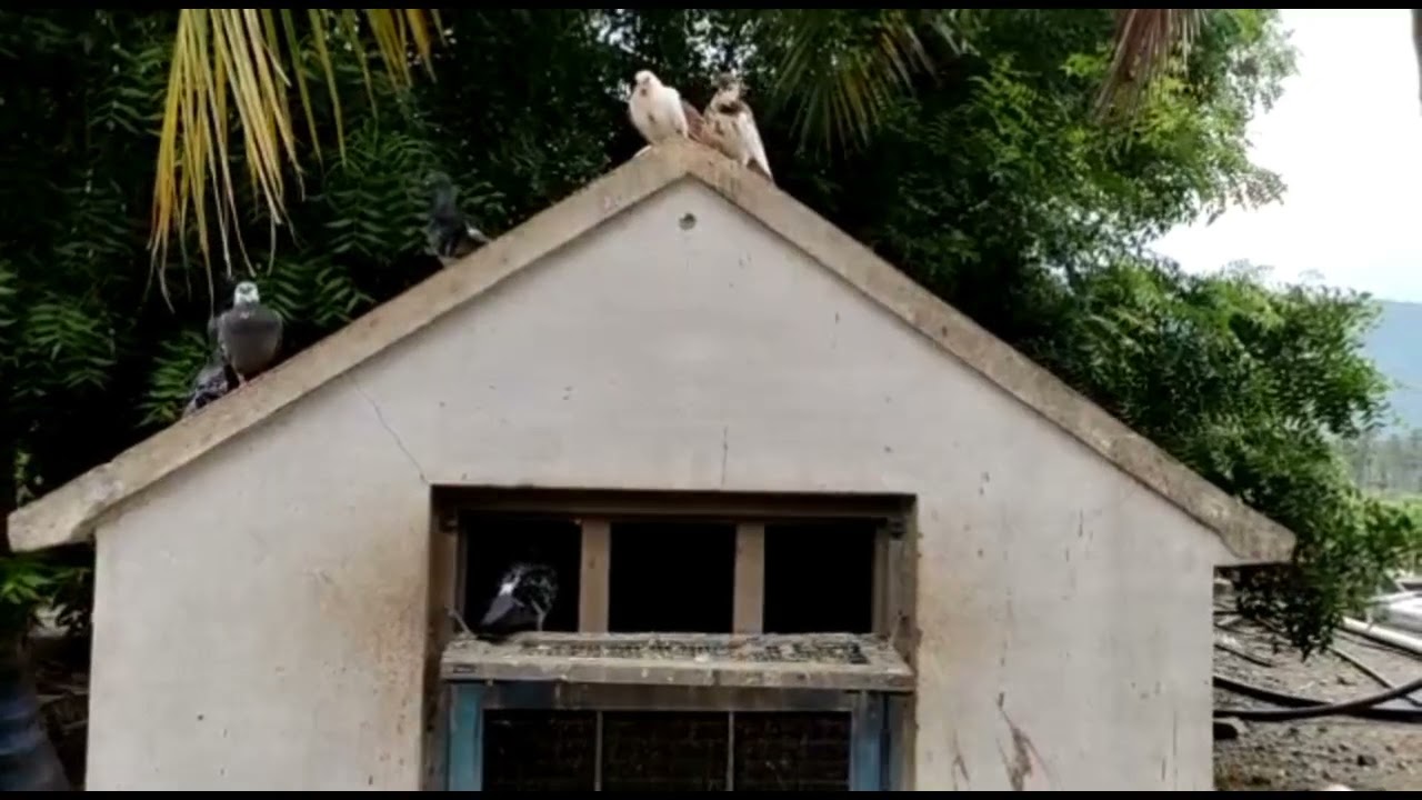pigeons update | எனது  புறாக்கலின்  பதிவு | Fancy pigeons | Farm facts | Pigeons | Vlog _ 1♥️