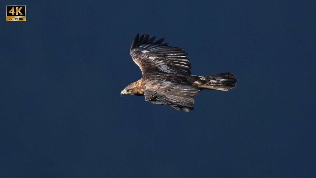 2022_伊吹山のイヌワシ（鳶を捕獲）【4ｋ】／山岳詩＿Ｚ9で撮影