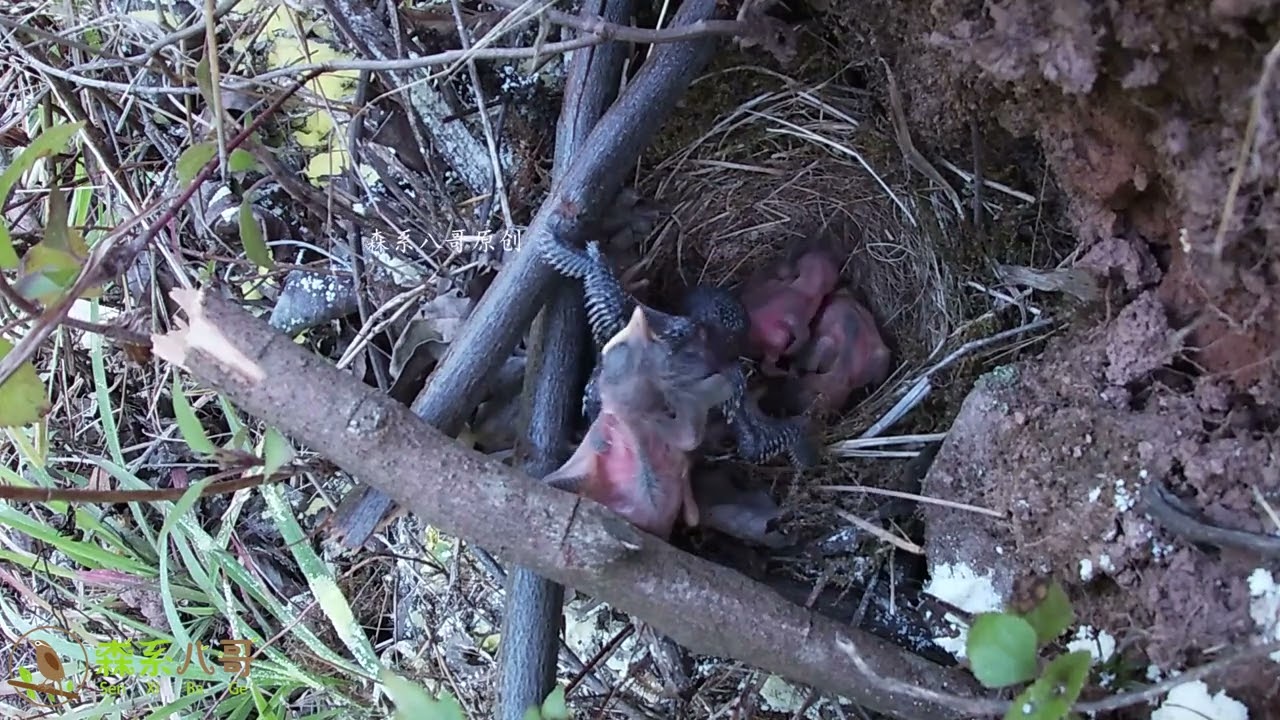 The cuckoo pushed the bird hard and was seen by the bird's parents杜鹃鸟使劲推小鸟，被觅食回来的鸟爸鸟妈看见