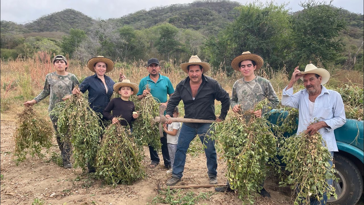 ASÍ COSECHAMOS EL CACAHUATE LOS RANCHERITOS DE SINALOA 
