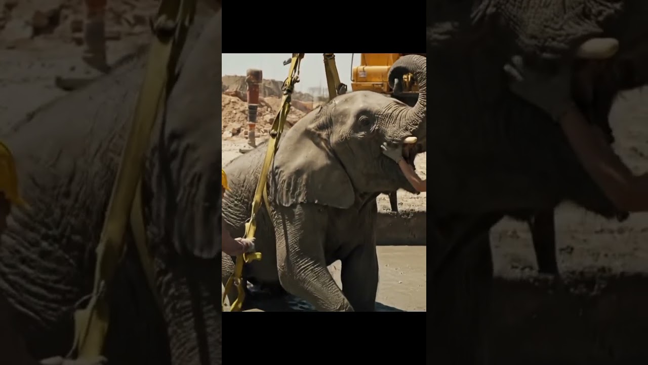 Construction Workers Race Against TimeTo Save elephant! #rescue #animals #rescueanimals #wildlife