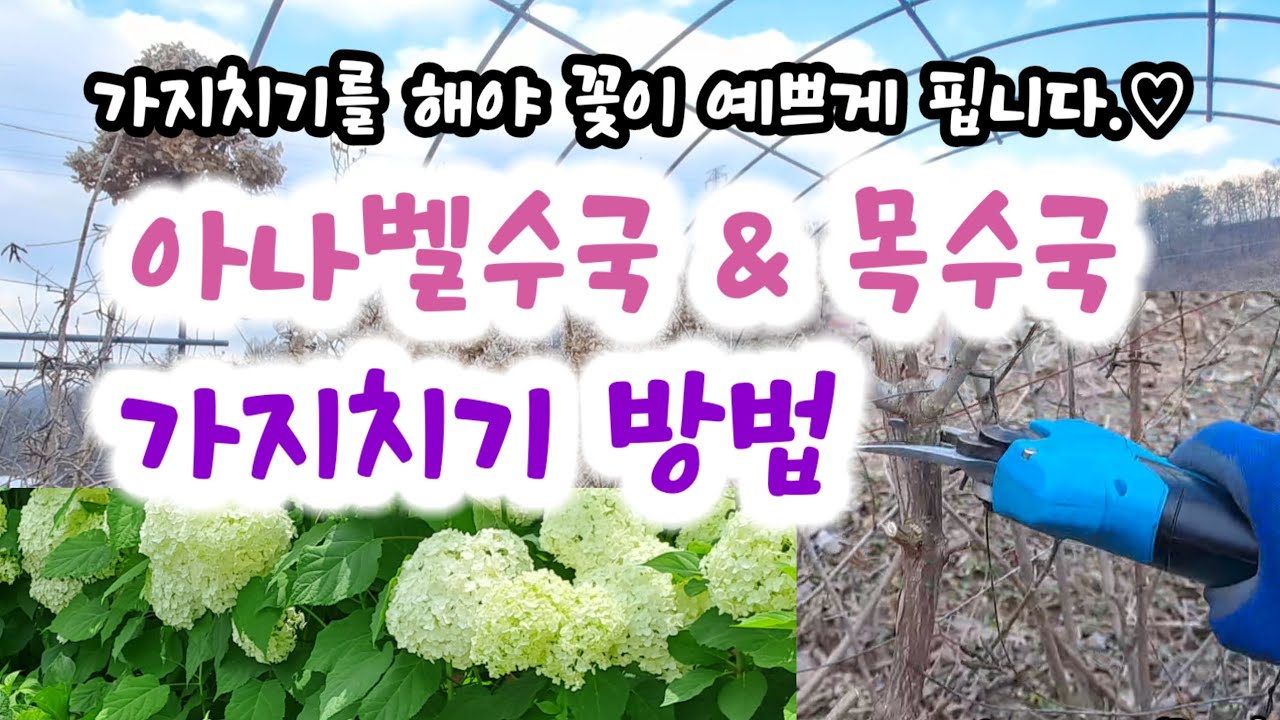 수국 꽃이 풍성해지는 수국가지치기방법과 시기
