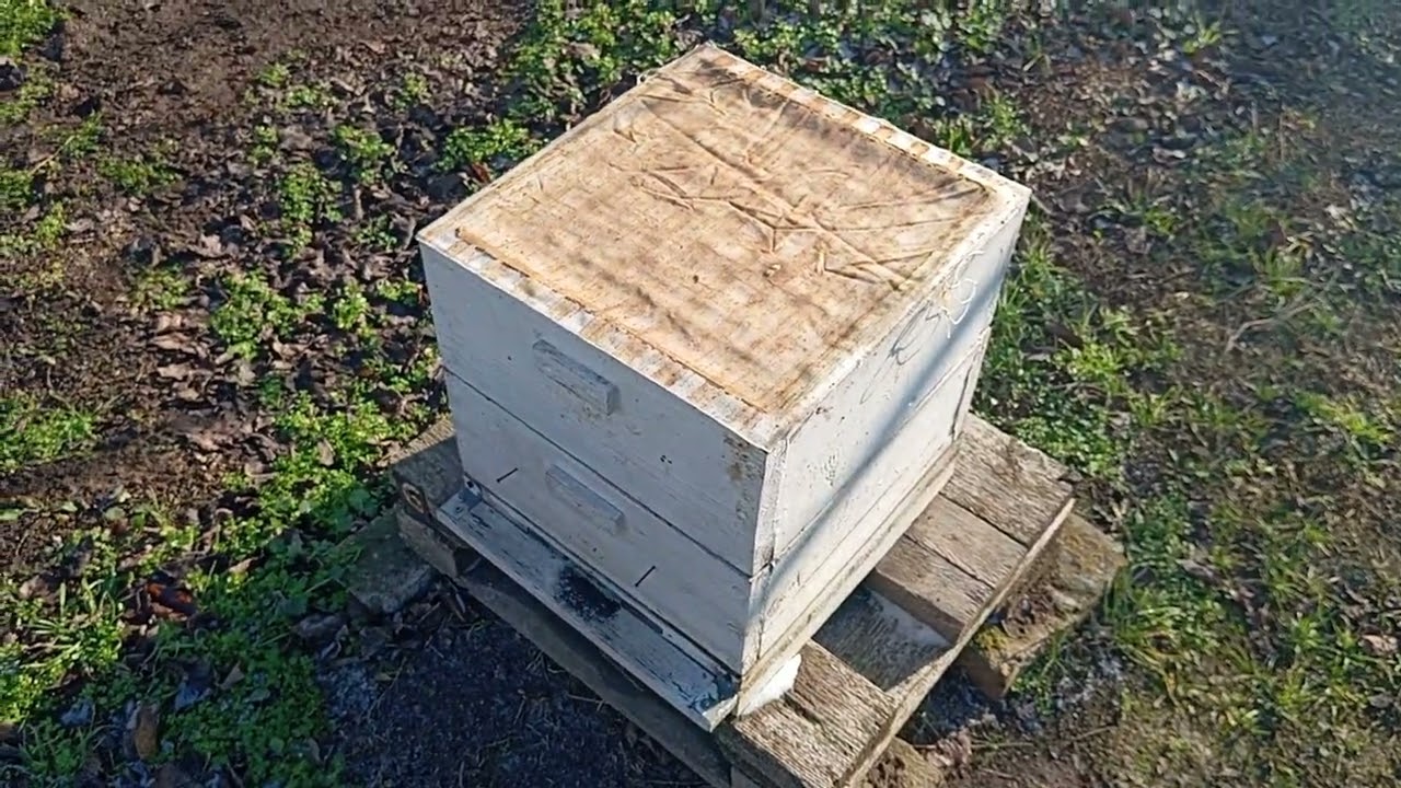 Первая (зимняя) ревизия нашей пасеки в 2026 году 🐝👍😁
