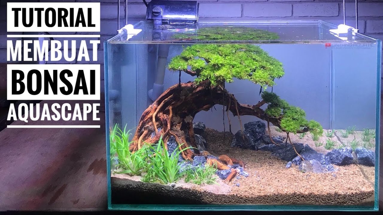 Set Up Aquascape Tema Bonsai mulai dari 0 Sampai Jadi