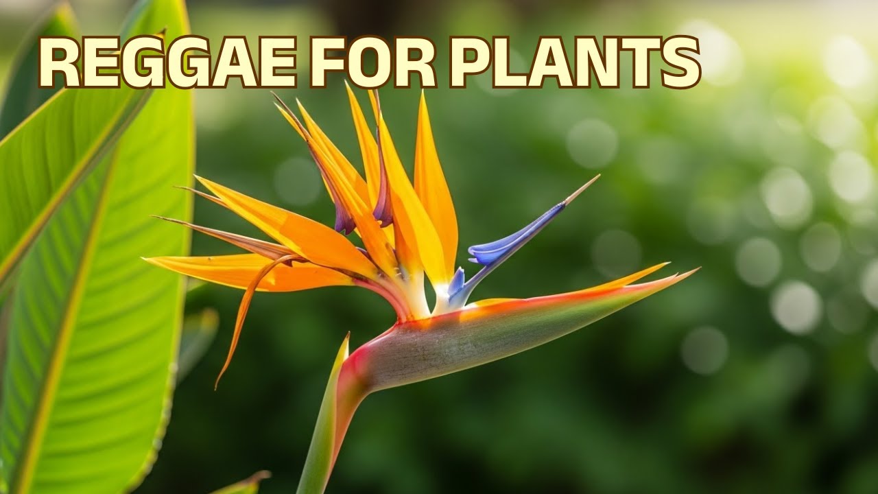 LIVE 🌿 Reggae Growth Music for Plants | Warm Vibes & Steady Calm