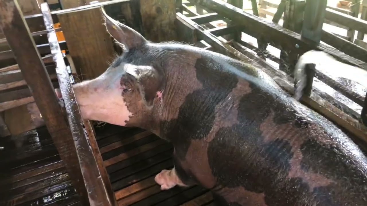Dia na roça: feira livre, colheita de abóbora e a porca na maternidade 🐖 
