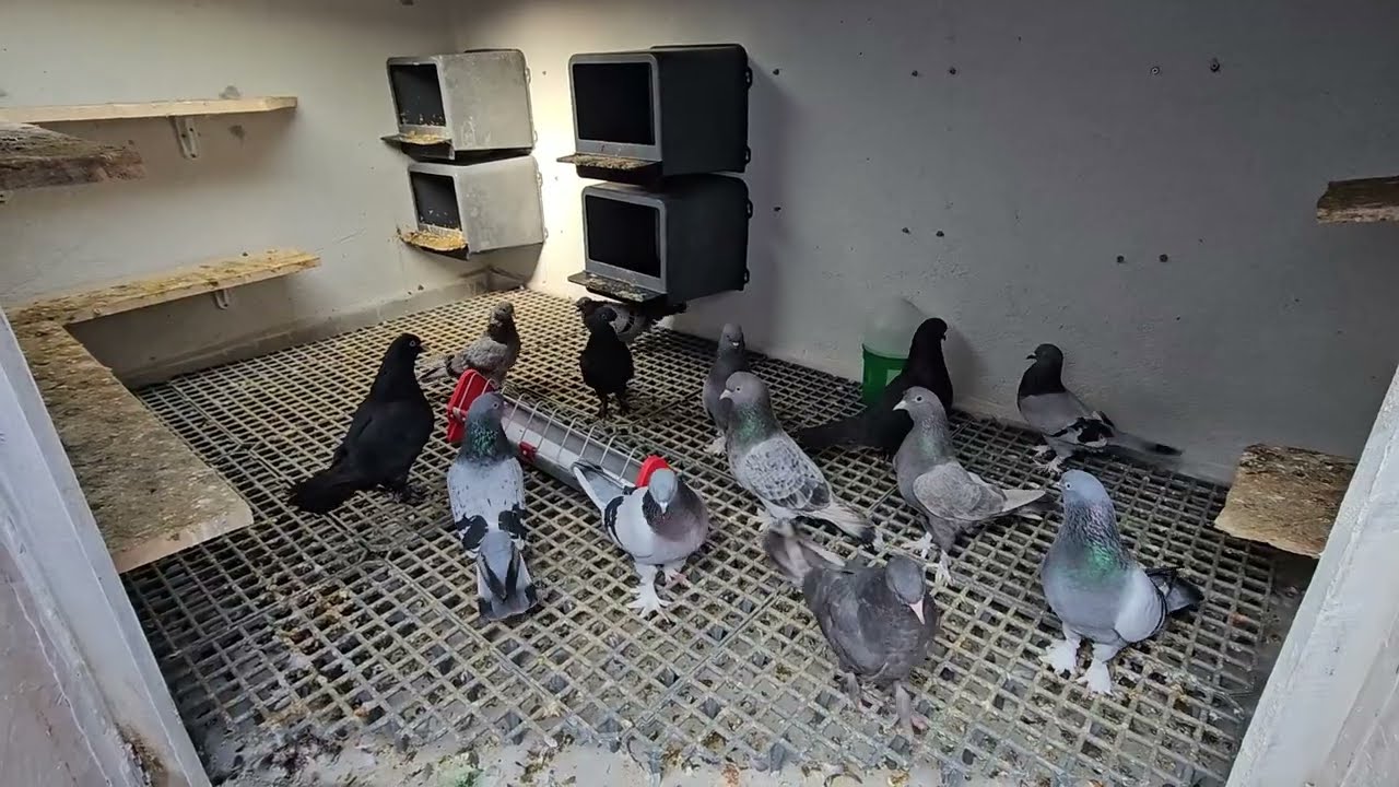 Kuşlara ne oldu, Neden video gelmiyor.#seferligüvercin #güvercin #taklaciguvercinler #pigeon#raptata