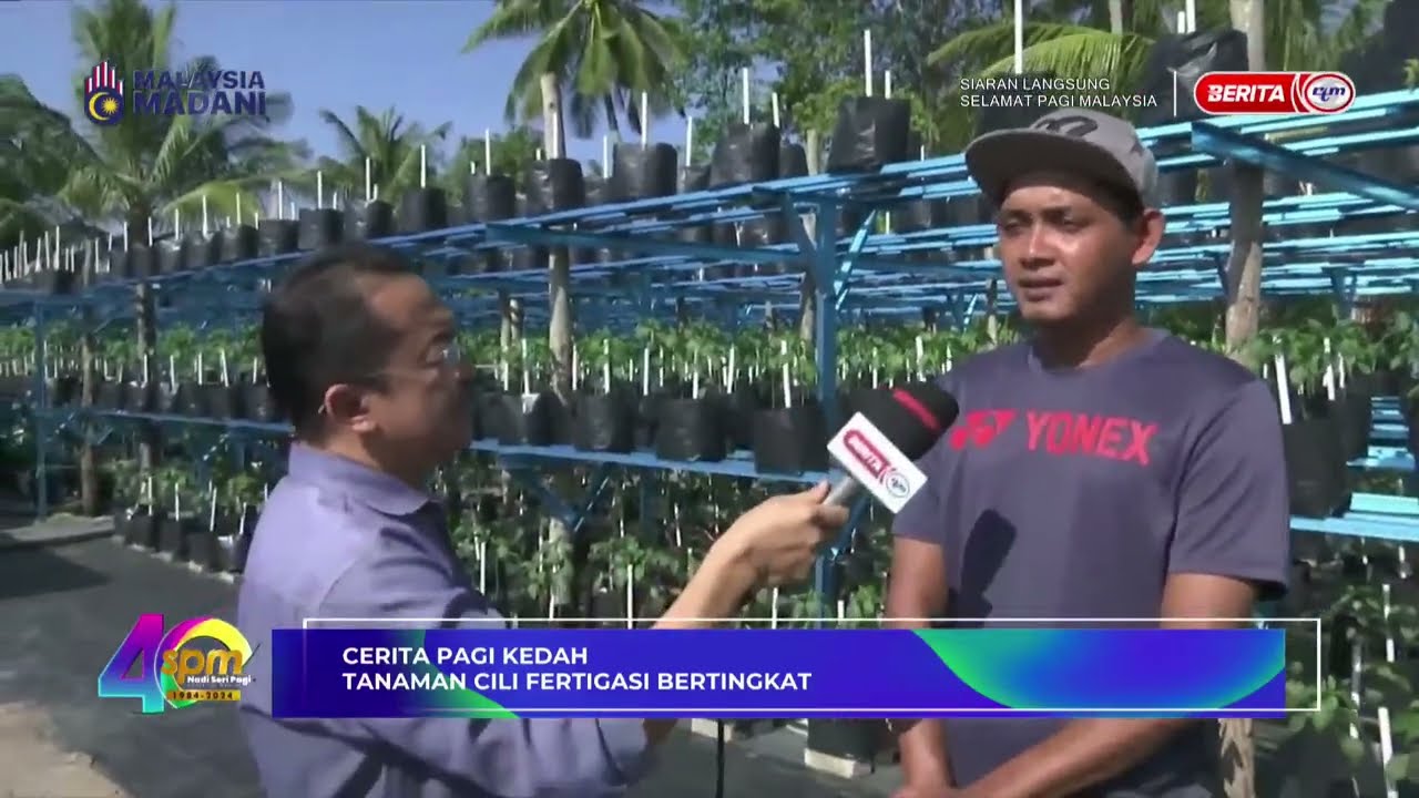 8 FEB 2024 – SPM – CERITA PAGI KEDAH : TANAMAN CILI FERTIGASI BERTINGKAT