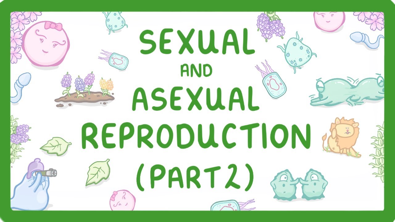 GCSE Biology - Pros and Cons of Sexual and Asexual Reproduction (Part 2) (2026/27 exams)