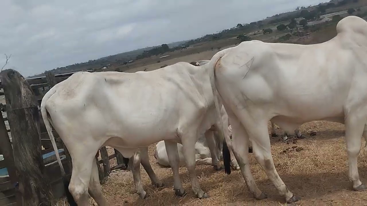 as vacas ainda tão arisca 