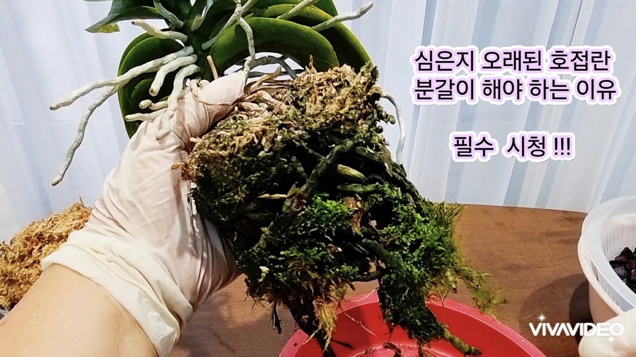 키운지 오래된 호접란 분갈이 해야 하는 이유와 식재와 화분 크기 선택하기& 뿌리손질 등
