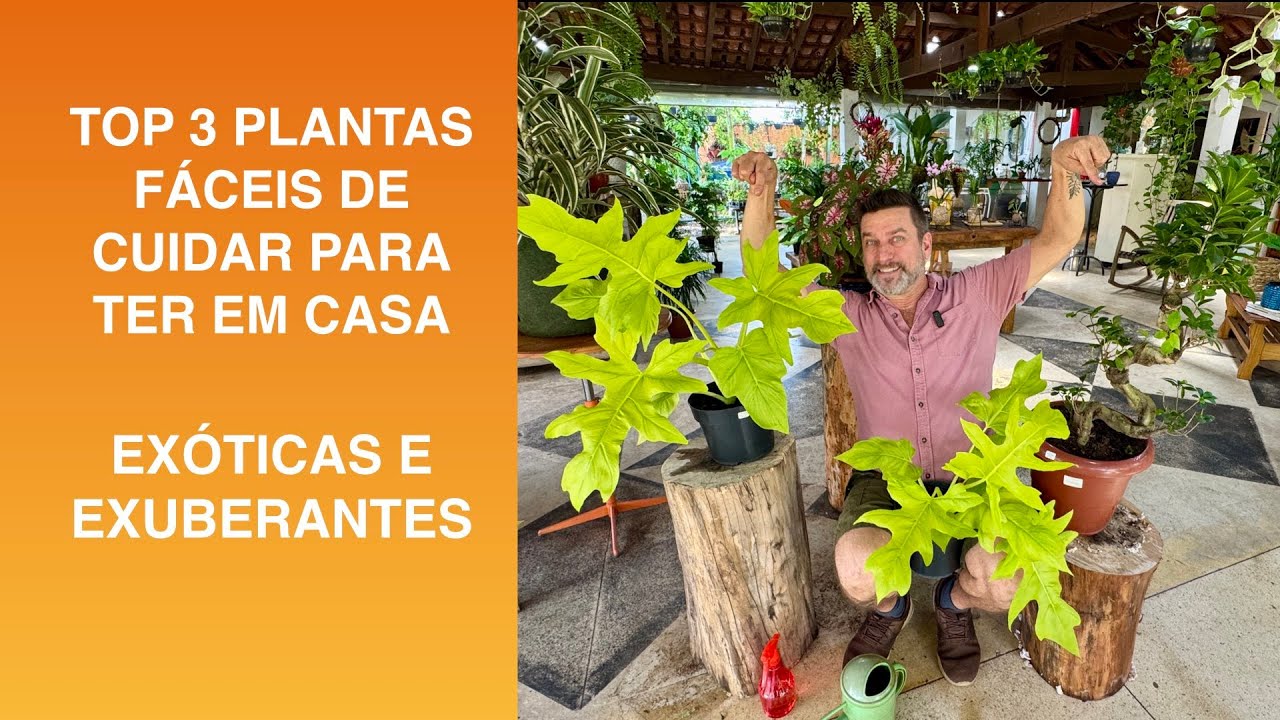 TOP 3 PLANTAS FÁCEIS de Cuidar para Ter em CASA