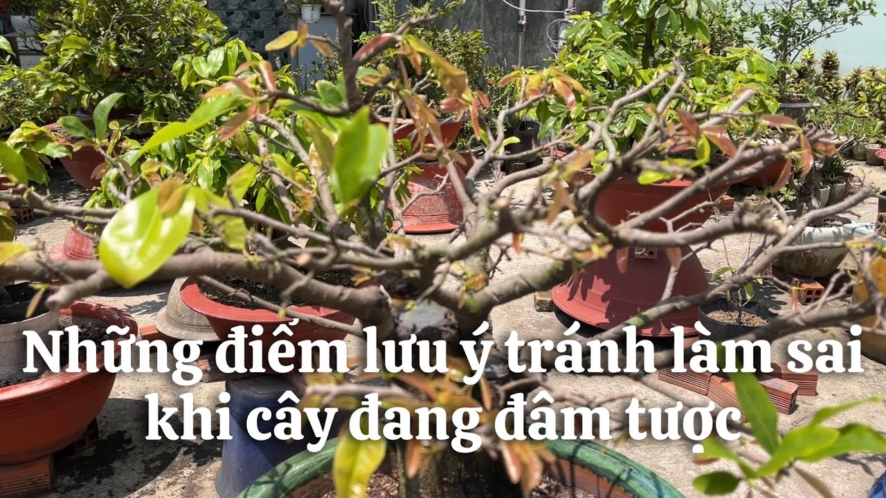 Những lưu ý quan trọng nên tránh khi cây đâm tược // 22-1 âl 