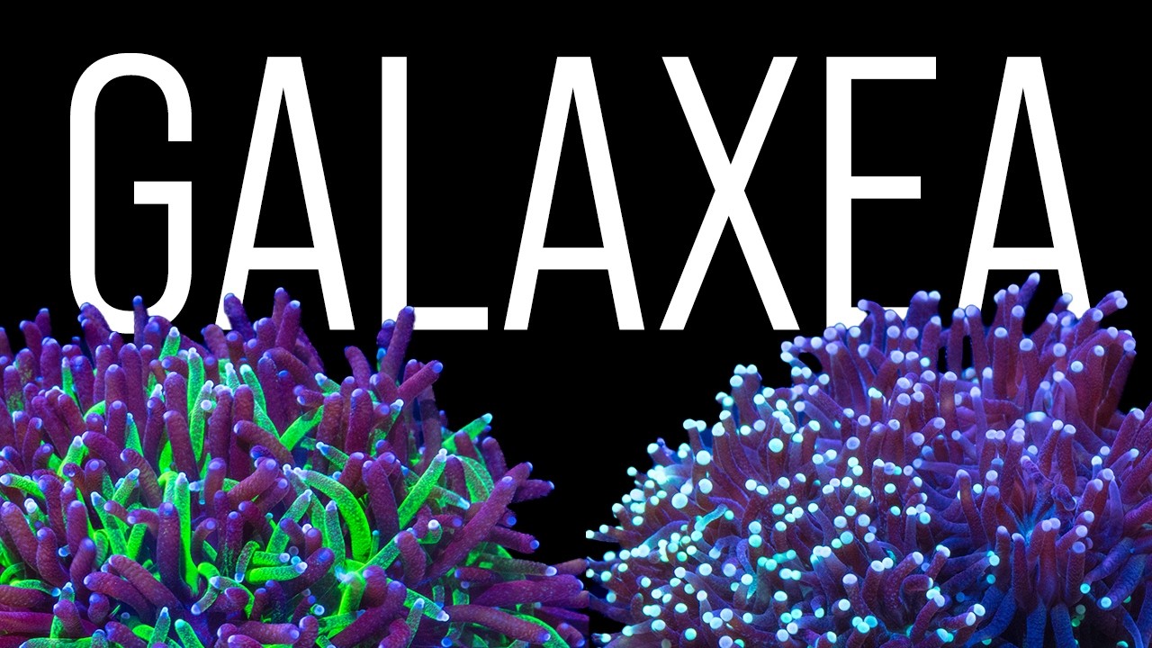 Galaxea Coral Care Tips