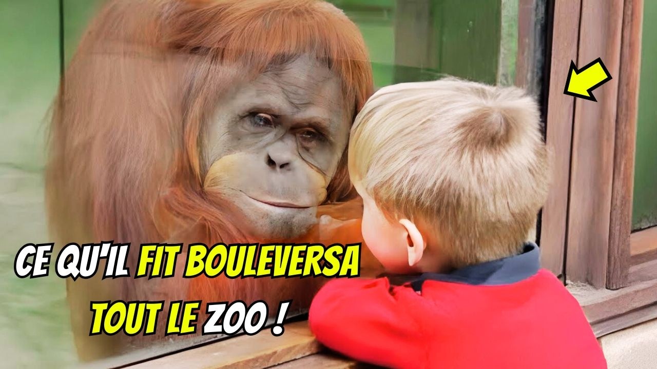 Cet enfant muet a surpris tout le zoo avec un orang outan !