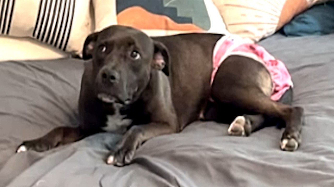 Neglected dog terrified to move had to be carried everywhere