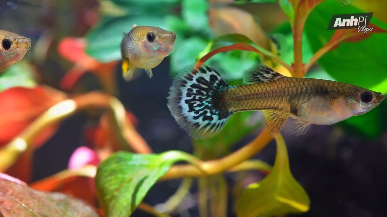 3 NGUYÊN TẮC CỰC KỲ CƠ BẢN ĐỂ NUÔI CÁ KHÔNG CHẾT | Guppy Diary
