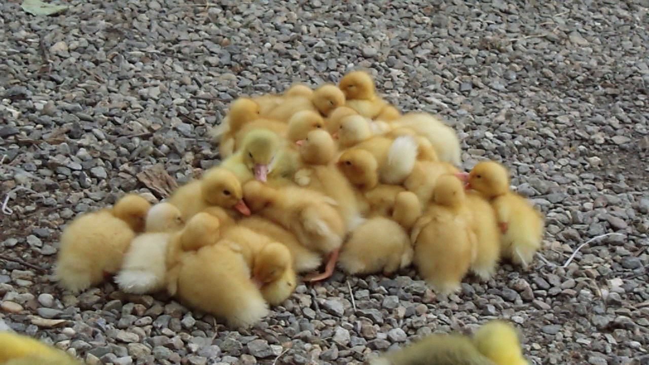 boboci de rata si gasca(baby ducks and gooses)