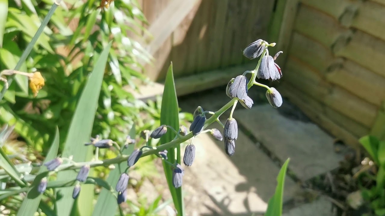 Fritillaria persica cultivation in the UK