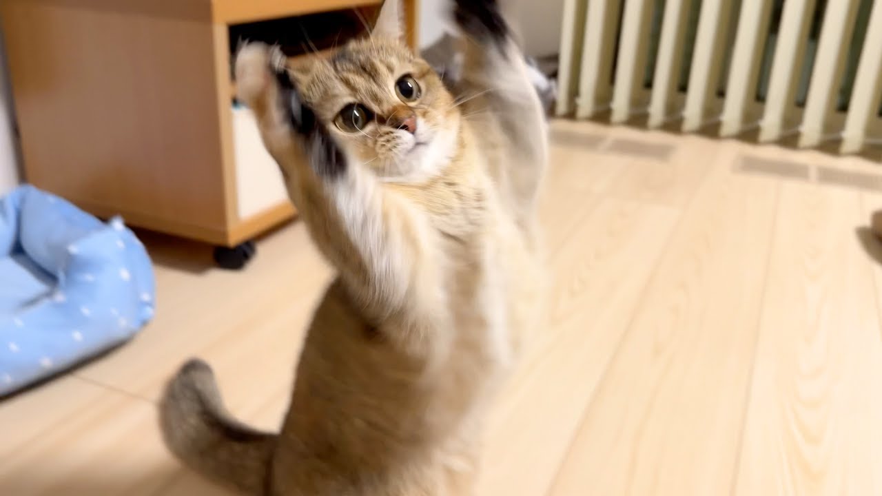 猫じゃらしを必死に追いかける短足マンチカン！！必死すぎてヒゲ袋がパンパンに…笑