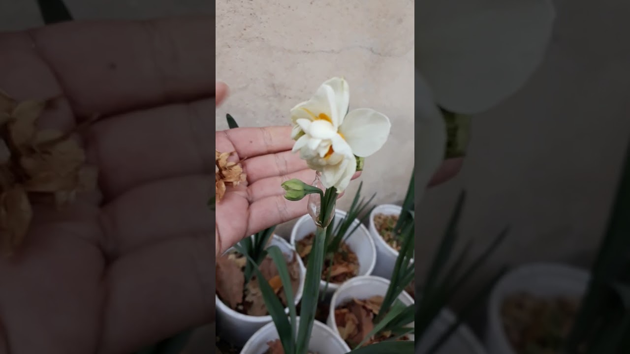 زراعة النرجس في تربة زهور الياسمين