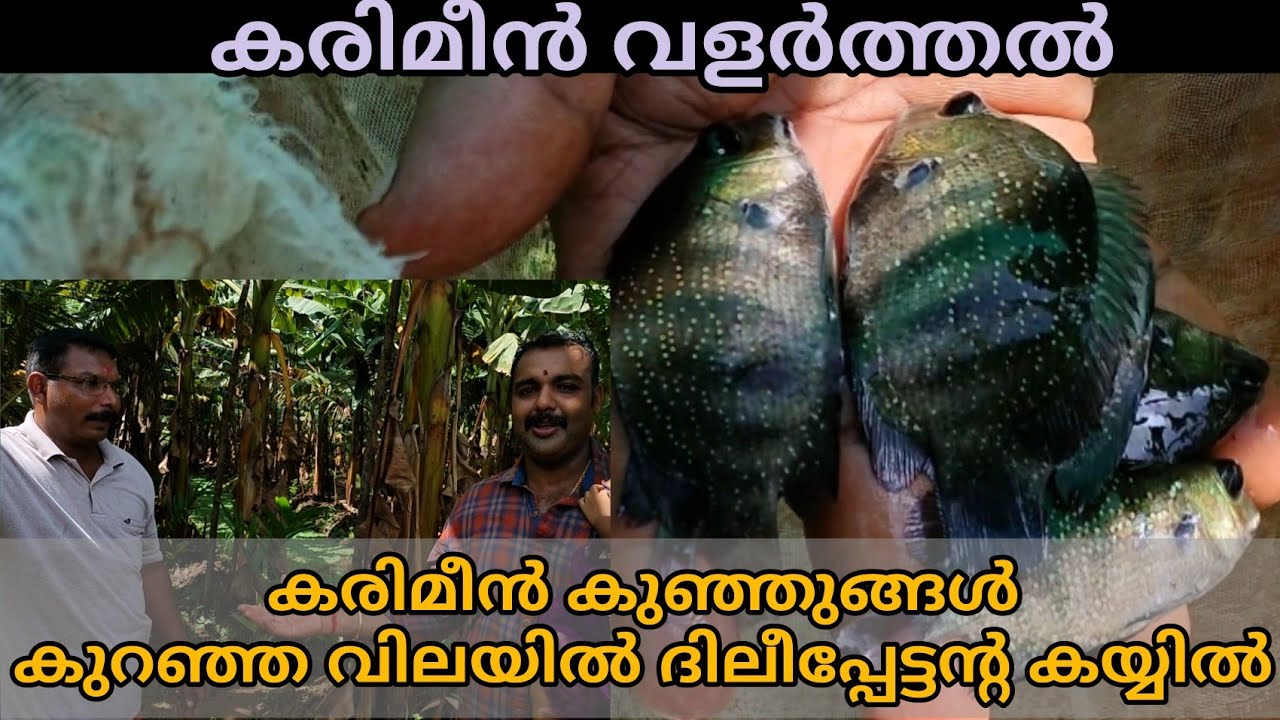 കരിമീൻ വളർത്തൽ / fish farming/karimeen farming Malayalam/