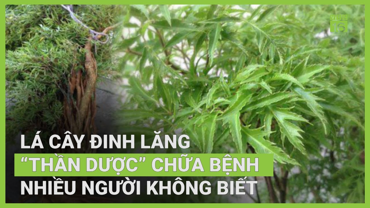 Cây đinh lăng: 
