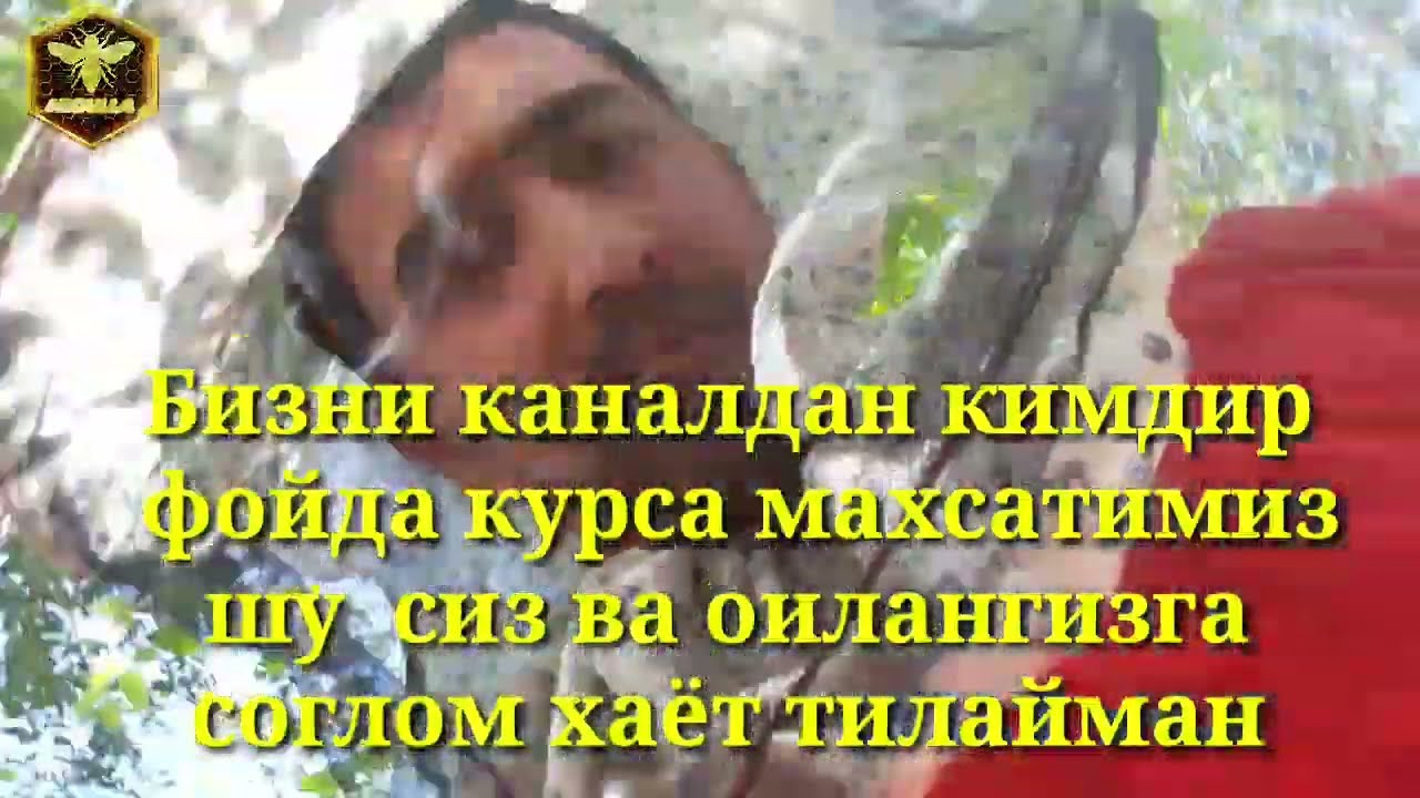 АСАЛАРИЛАРНИ СЕНТЯБРДАГИ ХОЛАТИ 2 АСАЛ ОЛИШГА ТАЁРЛАШ УСУЛИ ХАКИДА.