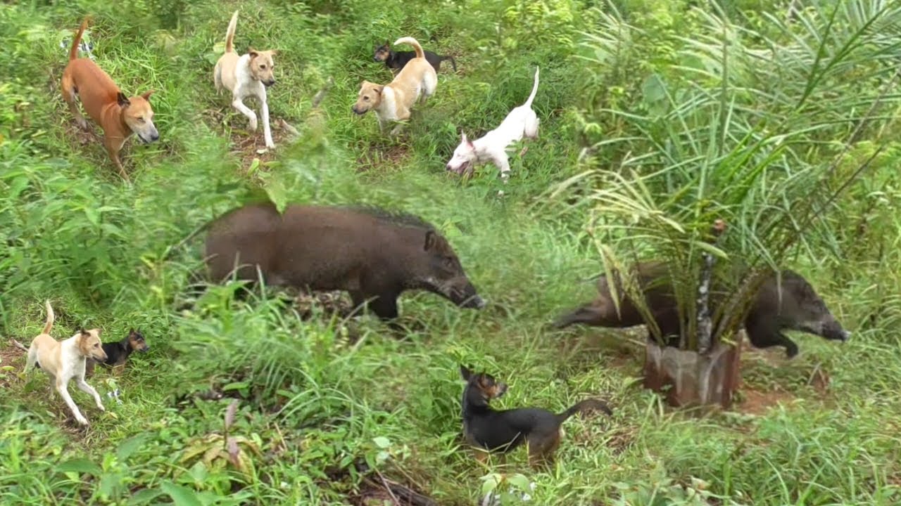 PENGHUNI KEBUN SAWIT INI KELUAR DAN MELUK41 ANJ1NG ||AMAZING WILD BOAR HUNTING||