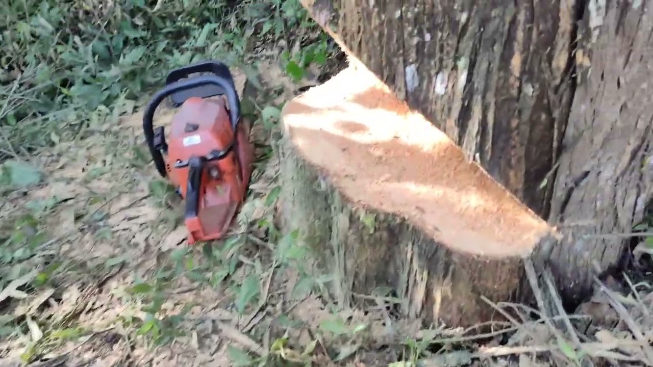 talando árbol. motosierra china de las más baratas 😃