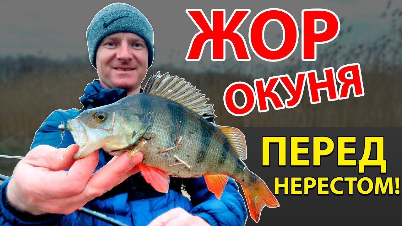 Преднерестовый жор окуня на реке весной. Рыбалка на спиннинг в марте