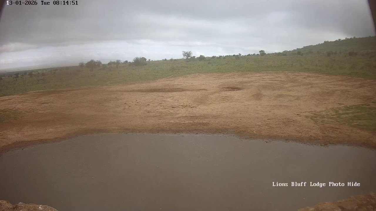 Lions Bluff Lodge Photo Hide - Live Stream