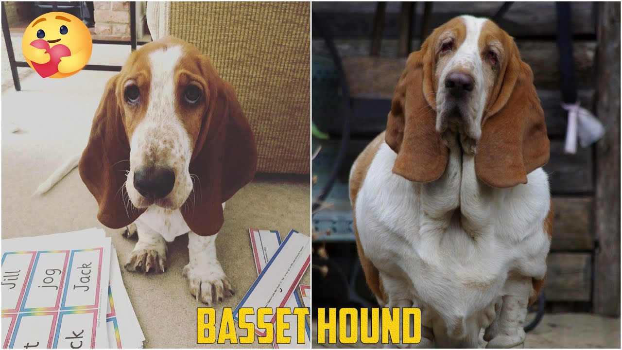 😍 Basset Hound 😂 - Funny and Cute Basset Videos 2020 #2