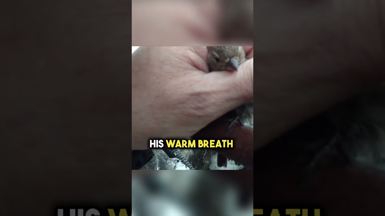 This bird was saved from being frozen to a pole 🥺❤️ #shorts #pets #animalshorts