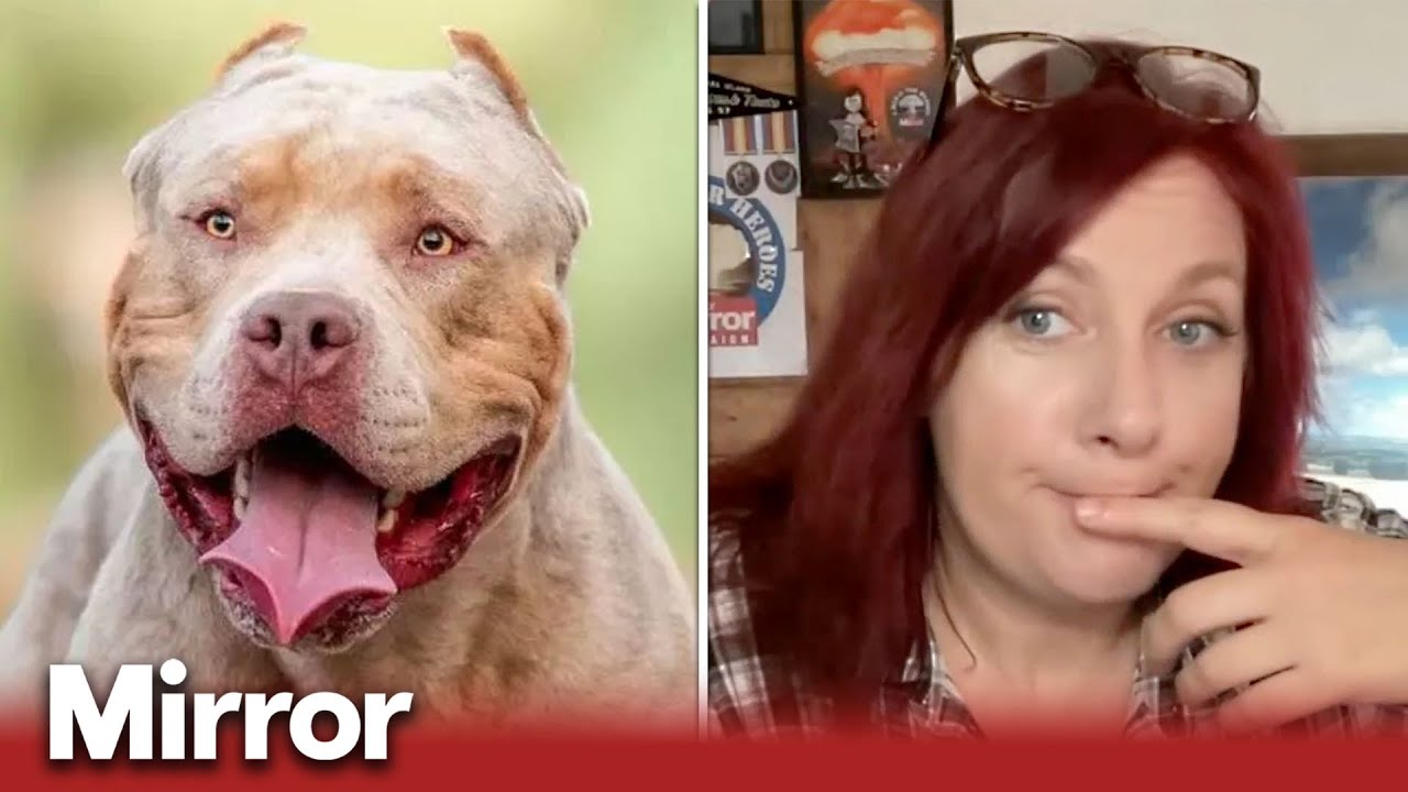 What next for XL Bully dog owners?