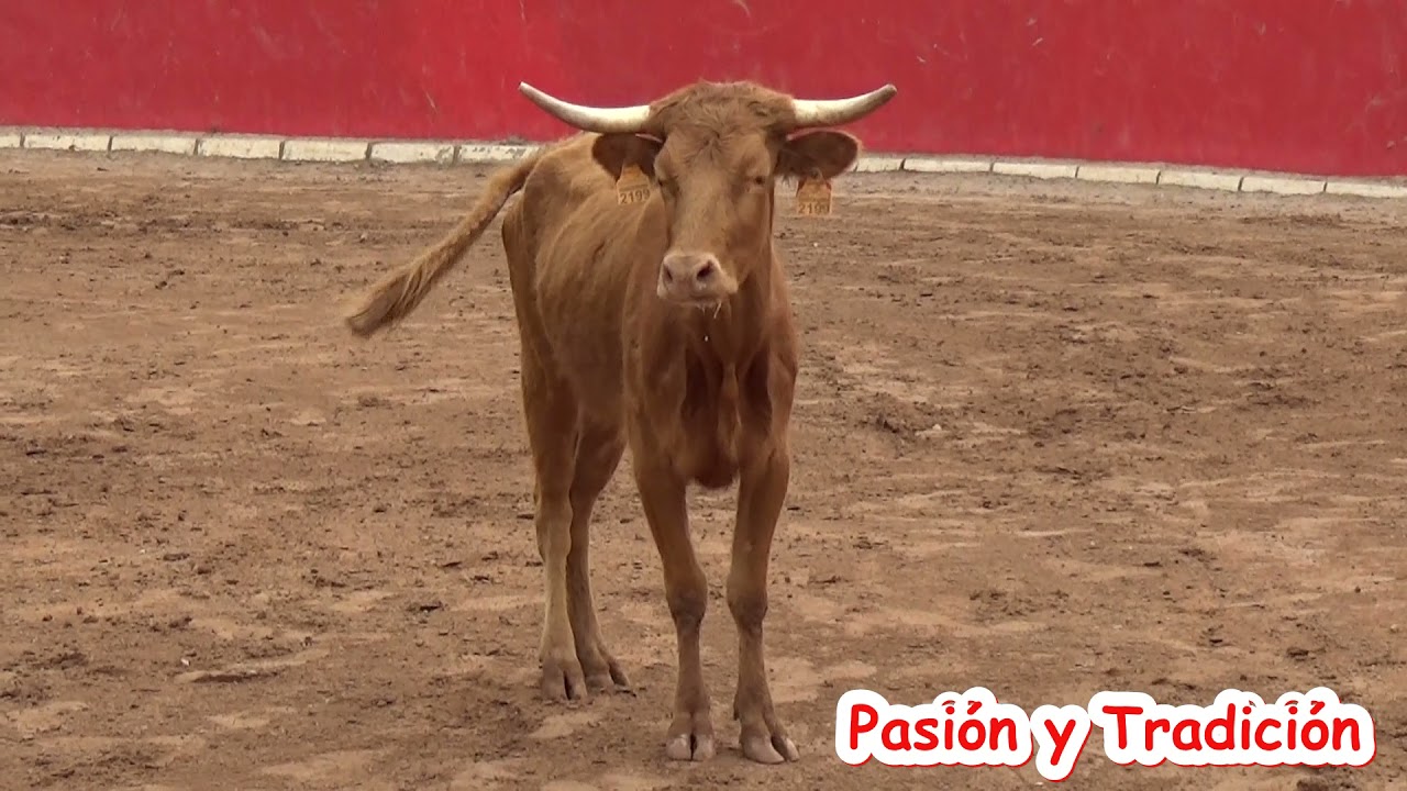 Suelta de 2 eralas de la Ganaderia Román Sorando!!