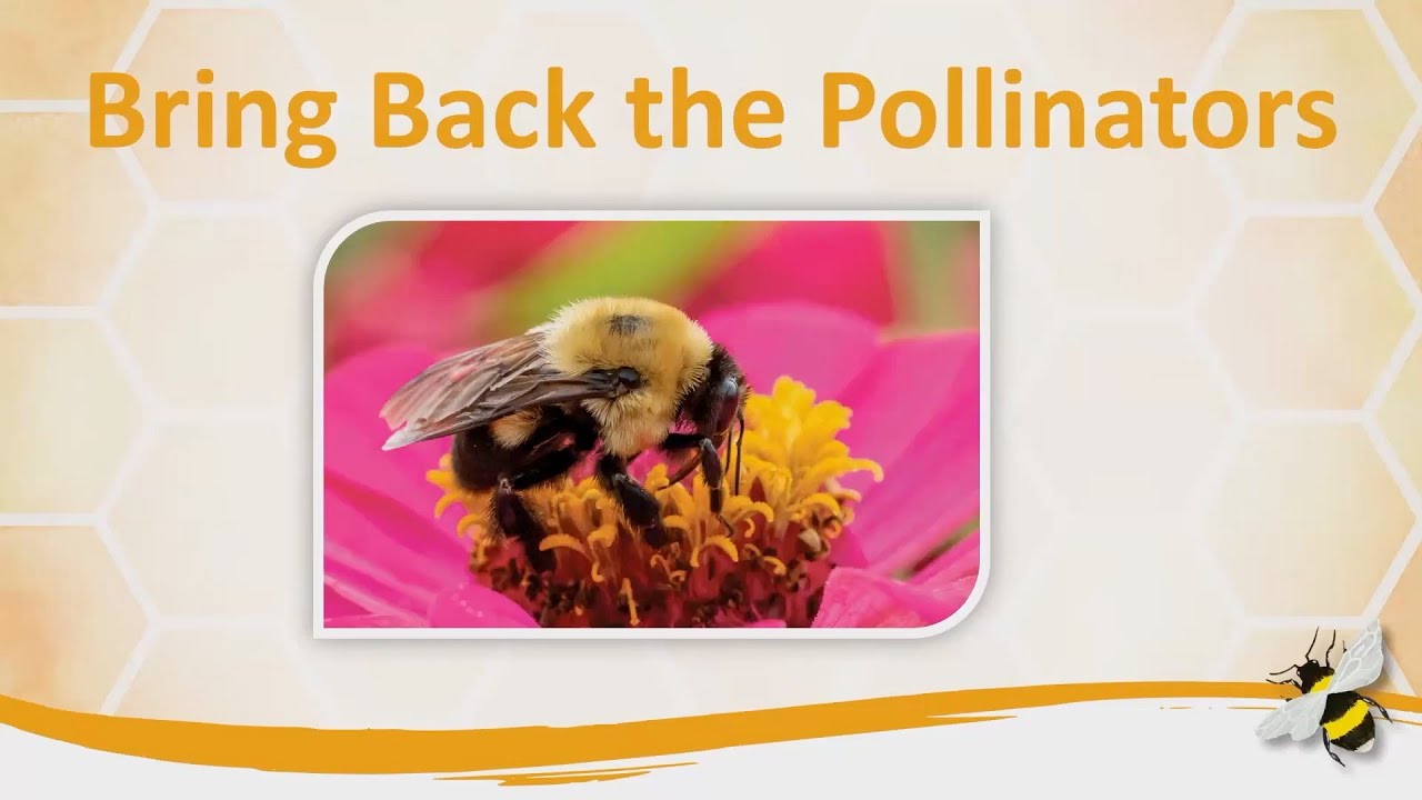 Bring Back the Pollinators